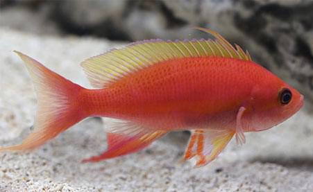 Resplendent Anthias