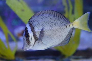 Galapagos Sawtail Tang
