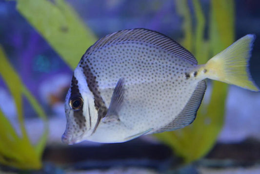 Galapagos Sawtail Tang