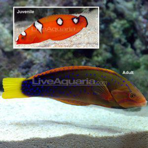 Red Coris Wrasse
