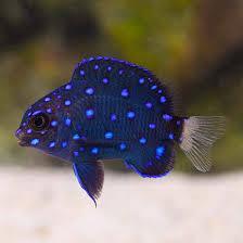 XL Jewel Damsel
