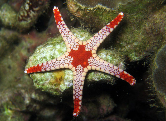 Marble Fromia Sea Star