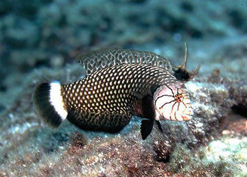 Dragon Wrasse