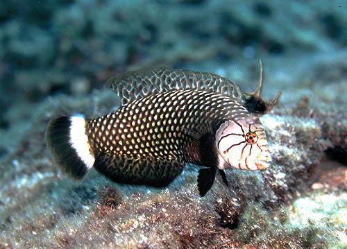Dragon Wrasse