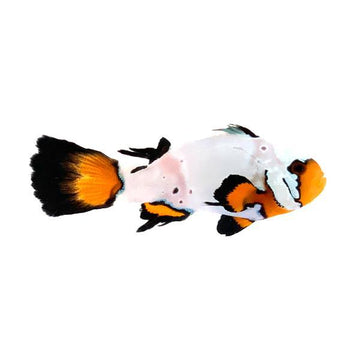 Frostbite Flurry Roundtail Longfin Clownfish