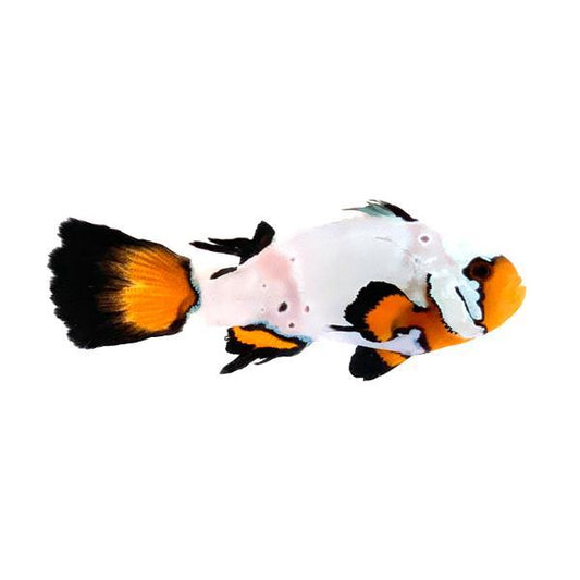 Frostbite Flurry Roundtail Longfin Clownfish