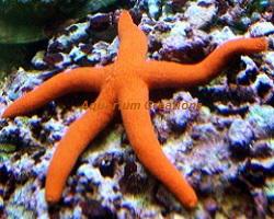 Orange Linkia Star XL