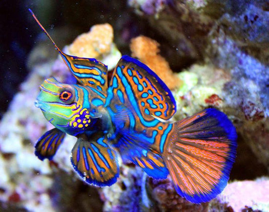 Mandarin Dragonet XXL
