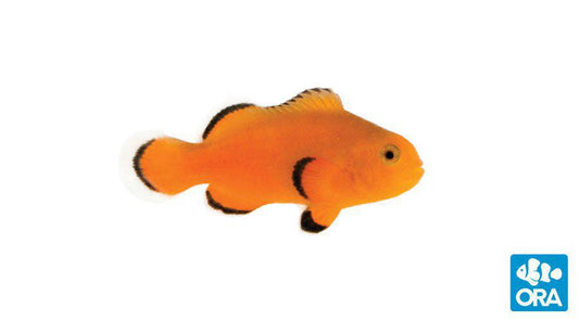 ORA Naked Ocellaris