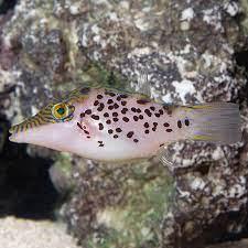 Leopard Toby Puffer