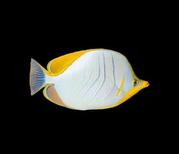 Yellowhead butterflyfish