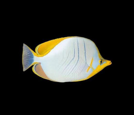 Yellowhead butterflyfish