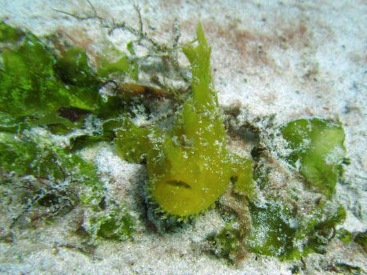 Green Angler