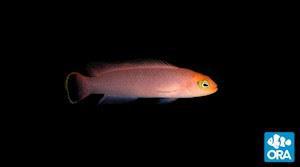 ORA Elongate Dottyback