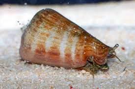 Tiger Sand Conch