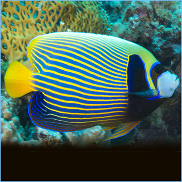 Emperor Angel, Adult