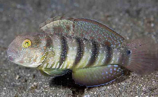 Sphynx Sand Sifting Goby