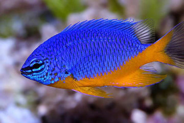 Kupang Damsel