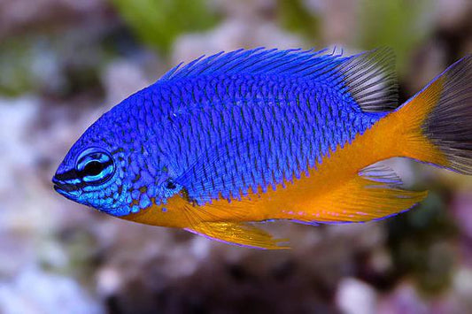 Kupang Damsel