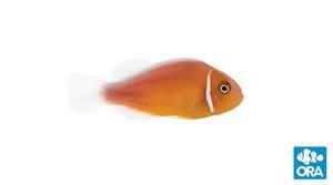 ORA Pink Skunk Clownfish