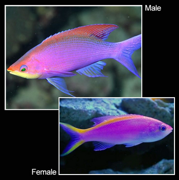 Purple Anthias