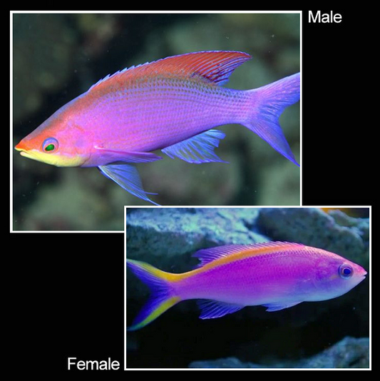 Purple Anthias