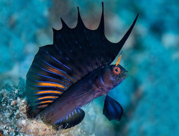 Signal Blenny