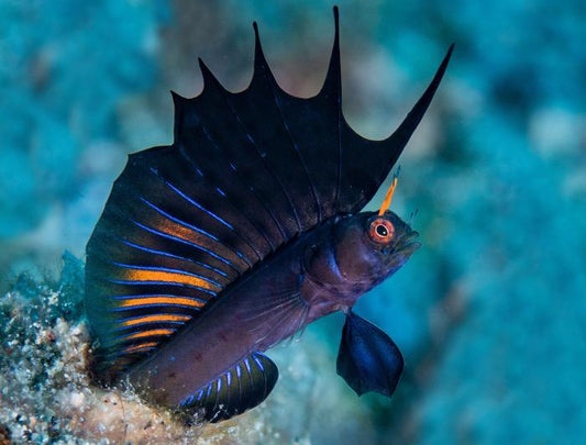 Signal Blenny