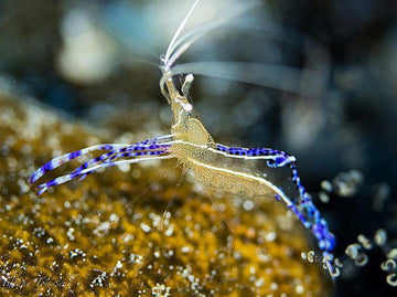 Pederson Cleaner Shrimp