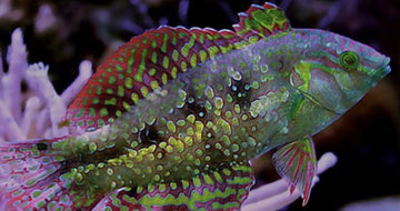 Gold Nugget Wrasse