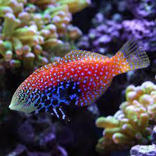 Blue Star Leopard Wrasse