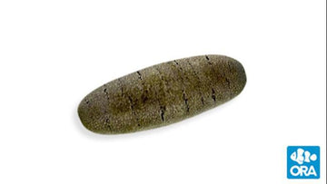 ORA Sand Sifting Cucumber