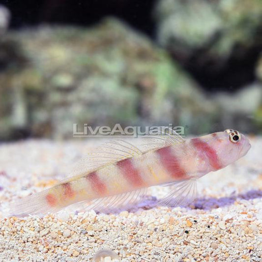 Steinitz' Shrimp Goby
