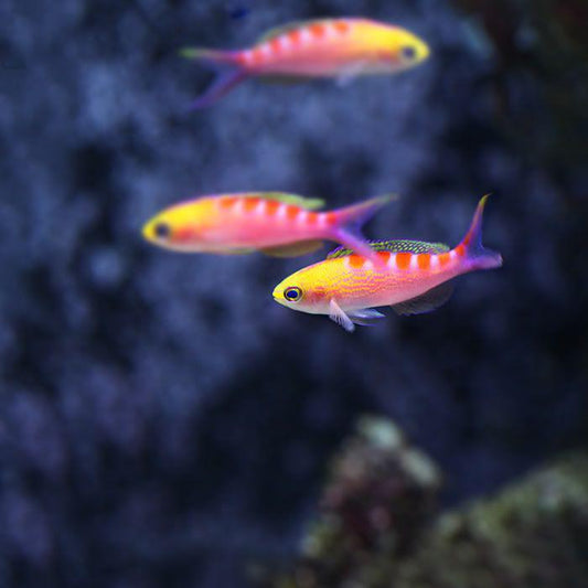 Tiger Lori Anthias, Trio