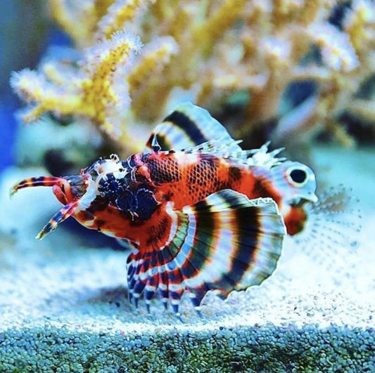 Fu Manchu Lionfish