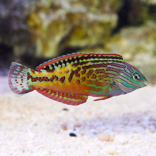 Blue Star Leopard Wrasse, Male