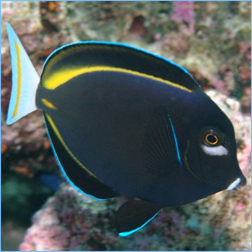 Gold Rim Tang