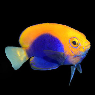 Biota Flameback Angel