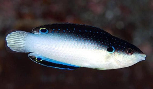 Black Backed Wrasse