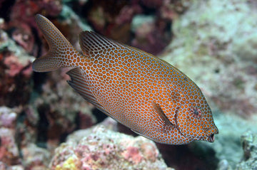 Gold Spotted Rabbitfish