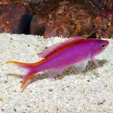 Skunk Queen Anthias