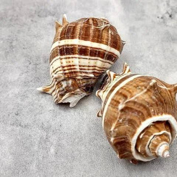 Crown Conch