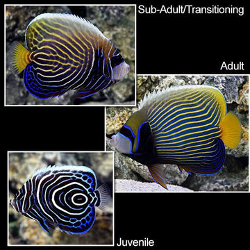 Emperor Angel, Juvenile