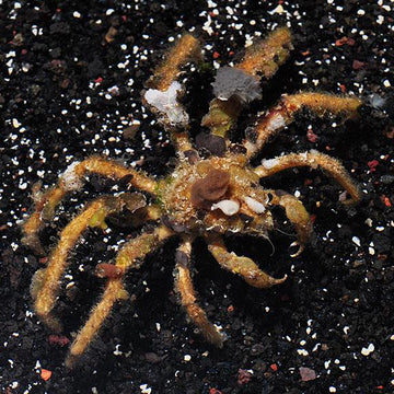 Decorator Sponge Crab
