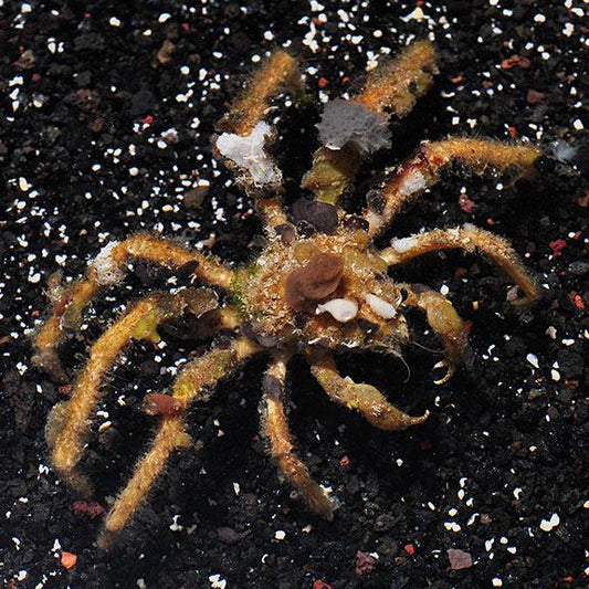Decorator Sponge Crab