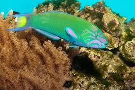 Maori Wrasse