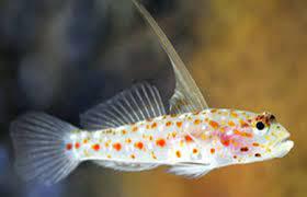 Tangaroa Shrimp Goby