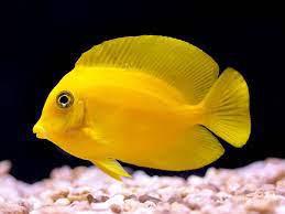 Lemon Tang
