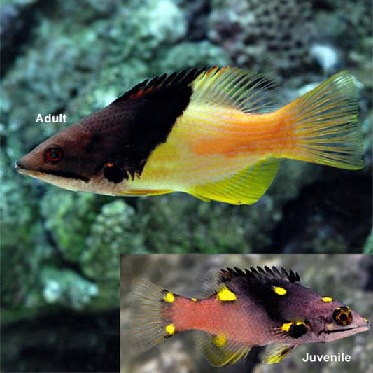 Coral Hogfish