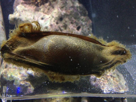 Banded Cat Shark Egg Capsule